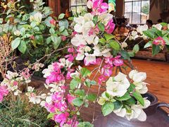 -茗情傣味