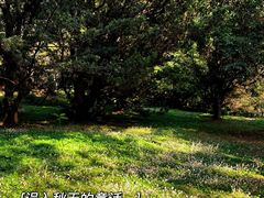 -上海共青森林公园