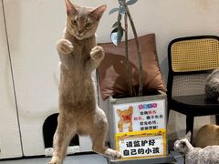 -琪喵猫屋·撸猫猫咖·猫舍
