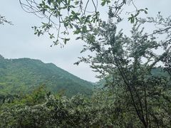 -大奇山国家森林公园