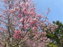 -天适樱花悠乐园