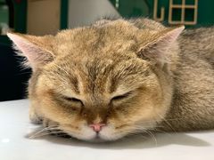 -飞行喵MR PILOT|猫舍·猫咖(静安大融城店)