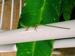 -塞班肯辛顿酒店Kensington Hotel Saipan