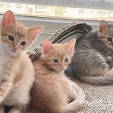 免费领养暹罗猫和橘猫串串小奶猫