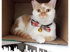 -鑫艺宠物美容培训学校