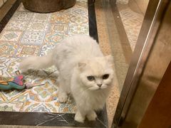 -more than meow吴止猫主题餐厅(承德 中船汇店)