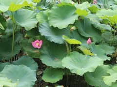 -莲湖公园