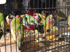 -哈尔滨道外花鸟鱼市场