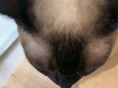 -藏猫猫咖啡主题馆(中央大道店)