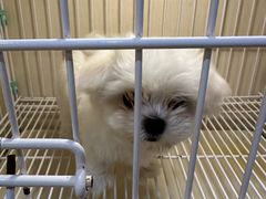 -宠爱多约克夏马尔济斯泰迪小型犬专卖
