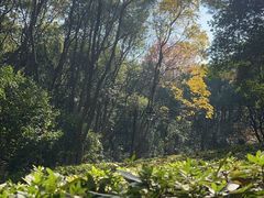 -杭州半山国家森林公园