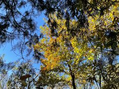 -北京鹫峰国家森林公园