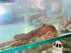 八爪鱼-海香园饭店