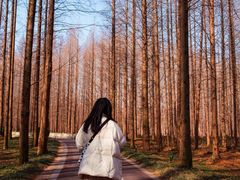 -黄海国家森林公园