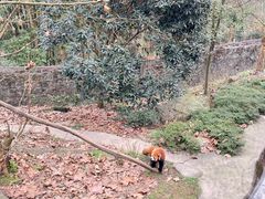 -都江堰中华大熊猫苑