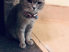 -猫色咖啡·猫咖