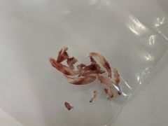 -美联众合动物医院·24h转诊中心