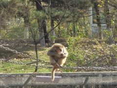 -西安秦岭野生动物园