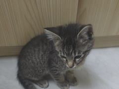 -安安宠医宠物医院·异宠·犬猫内科(岳阳分院)
