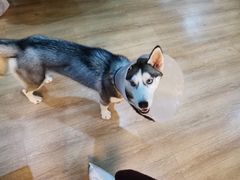 -Husky Go! 哈士奇体验馆·宠物咖啡厅狗咖