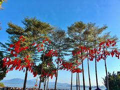 -深圳湾公园(南山区)