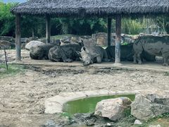 -上海野生动物园