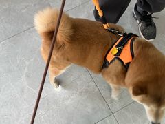 -中农国际动物医院24小时·猫科·骨科·急重症中心