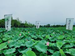 -嘉北郊野公园