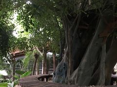 -呀路古热带植物园