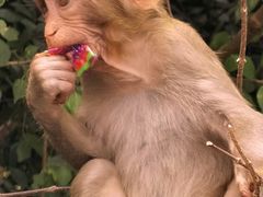 -南湾猴岛+椰田古寨一日游