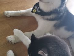 -Husky Go! 哈士奇体验馆·宠物咖啡厅狗咖