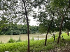 -合肥滨湖国家森林公园
