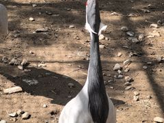 -青藏高原野生动物园