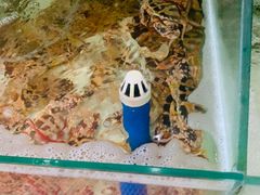 -蓝湾碧波·老字号·疍家非遗海上餐厅