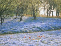 -上海滨江森林公园