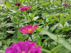 -长春公园(普阳街道)