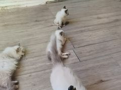 -楼上猫咖(罗湖店)