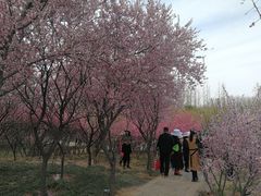 -洛阳市隋唐城遗址植物园