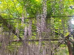 -嘉定紫藤园