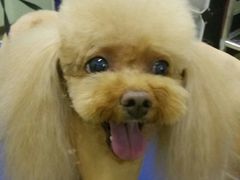 -沐沐家宠物(成寿寺店)