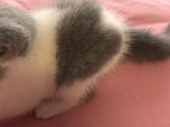 -喵zoo家庭繁育猫舍(尖东智能花园店)