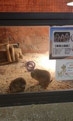 点击看大图 -酷嗒动物文化乐园(cutezoo西溪乐天城店)