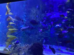 -烟台海昌鲸鲨海洋公园