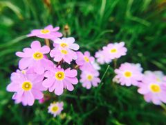 羊卓雍湖-羊卓雍措