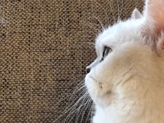 -猫和宫(六道口店)