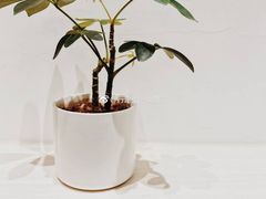 -Onirii Coffee(长乐路店)