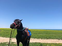 -青海湖国家重点风景名胜区