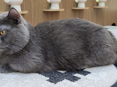 -COLOR PETS 撸猫馆·购猫·猫咖(长风大悦城店)