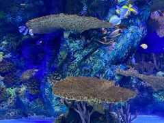 -上海海洋水族馆