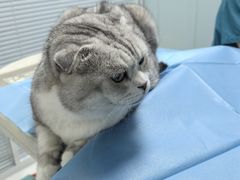 -纳吉亚猫专科动物诊疗中心(蒋宅口分院)